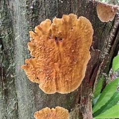 Unidentified Other non-black fungi  at Strahan, TAS - 9 Nov 2024 by LyndalT