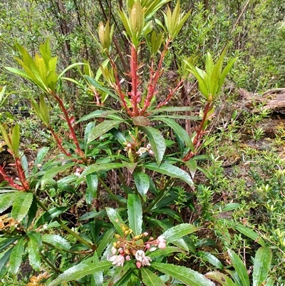 Anopterus glandulosus (Tasmanian Laurel) at Strahan, TAS - 9 Nov 2024 by LyndalT