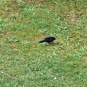 Turdus merula at Strahan, TAS - 8 Nov 2024 04:54 PM