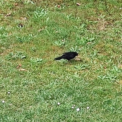 Turdus merula (Eurasian Blackbird) at Strahan, TAS - 8 Nov 2024 by LyndalT