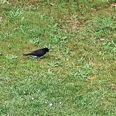 Turdus merula at Strahan, TAS - 8 Nov 2024 04:54 PM