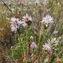 Sprengelia incarnata (Pink Swamp-heath) at West Coast, TAS - 8 Nov 2024 by LyndalT