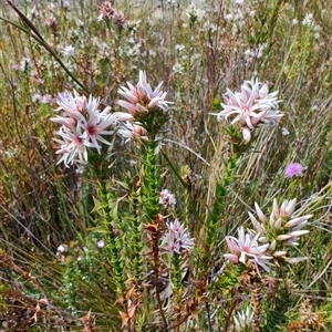 Sprengelia incarnata at West Coast, TAS - 8 Nov 2024