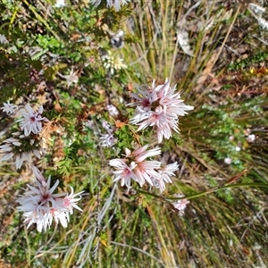 Sprengelia incarnata at West Coast, TAS - 8 Nov 2024