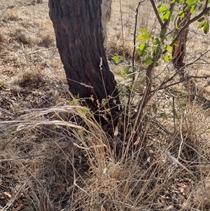 Clematis leptophylla at Chisholm, ACT - 10 Nov 2024