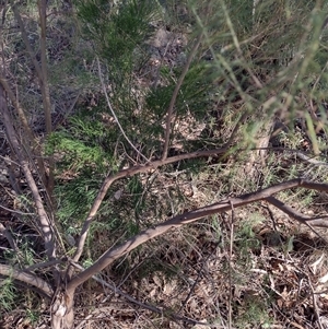 Exocarpos cupressiformis at Chisholm, ACT - 10 Nov 2024