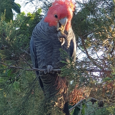 Callocephalon fimbriatum (Gang-gang Cockatoo) at Ainslie, ACT - 10 Nov 2024 by Jeanette