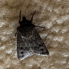 Agrotis infusa (Bogong Moth, Common Cutworm) at Narrabundah, ACT - 9 Nov 2024 by JT1997