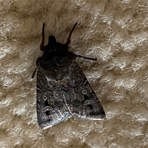 Agrotis infusa at Narrabundah, ACT - 10 Nov 2024