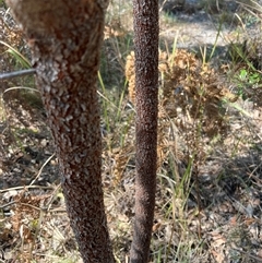 Unidentified Other Tree at Blaxlands Creek, NSW - 23 Sep 2024 by ajc047