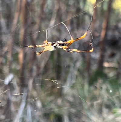 Unidentified Orb-weaving spider (several families) at Blaxlands Creek, NSW - 23 Sep 2024 by ajc047