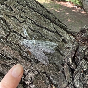 Endoxyla (genus) at Red Hill, ACT - suppressed