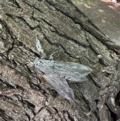 Endoxyla (genus) at Red Hill, ACT - 10 Nov 2024