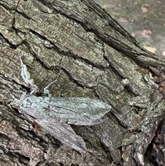 Endoxyla (genus) at Red Hill, ACT - suppressed