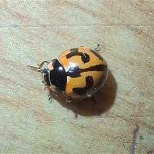 Coccinella transversalis at Chisholm, ACT - 9 Nov 2024