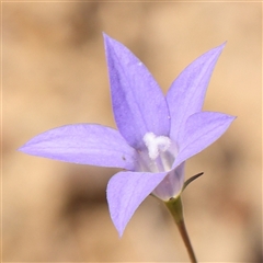 Wahlenbergia capillaris (Tufted Bluebell) at Gundaroo, NSW - 6 Nov 2024 by ConBoekel