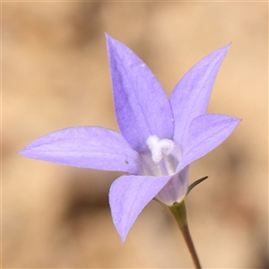 Wahlenbergia capillaris at Gundaroo, NSW - 6 Nov 2024