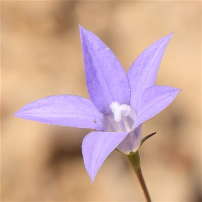 Wahlenbergia capillaris (Tufted Bluebell) at Gundaroo, NSW - 6 Nov 2024 by ConBoekel