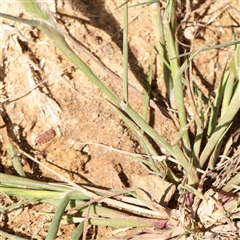 Wahlenbergia capillaris at Gundaroo, NSW - 6 Nov 2024