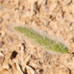 Polypogon monspeliensis (Annual Beard Grass) at Gundaroo, NSW - 6 Nov 2024 by ConBoekel