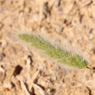 Polypogon monspeliensis (Annual Beard Grass) at Gundaroo, NSW - 6 Nov 2024 by ConBoekel