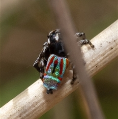 Maratus volans at Broulee, NSW - 9 Nov 2024 by amiessmacro