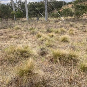 Nassella trichotoma at Hackett, ACT - 9 Nov 2024