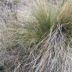 Nassella trichotoma at Hackett, ACT - 9 Nov 2024