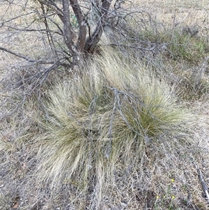 Nassella trichotoma at Hackett, ACT - 9 Nov 2024