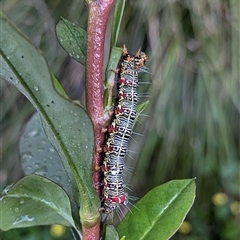 Phalaenoides glycinae (Grapevine Moth) at Mount Kembla, NSW - 6 Nov 2024 by BackyardHabitatProject