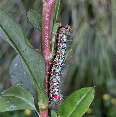 Phalaenoides glycinae (Grapevine Moth) at Mount Kembla, NSW - 7 Nov 2024 by BackyardHabitatProject