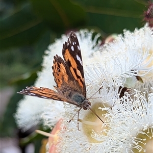 Vanessa kershawi at Mount Kembla, NSW - 6 Nov 2024 05:57 PM