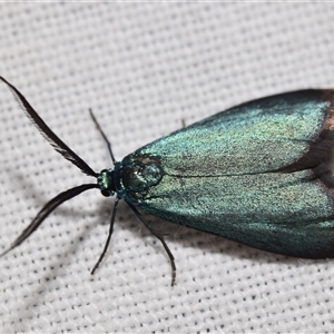 Pollanisus (genus) at Jerrabomberra, NSW - 9 Nov 2024