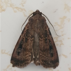 Agrotis infusa at Weston, ACT - 7 Nov 2024