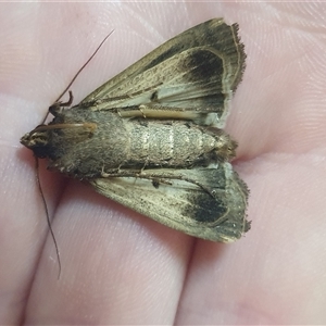 Agrotis infusa at Weston, ACT - 7 Nov 2024