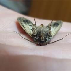 Agrotis infusa at Weston, ACT - 7 Nov 2024