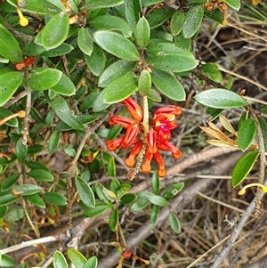 Grevillea diminuta at Cotter River, ACT - 9 Nov 2024 11:01 AM