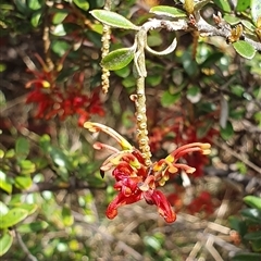 Grevillea diminuta at Cotter River, ACT - 9 Nov 2024