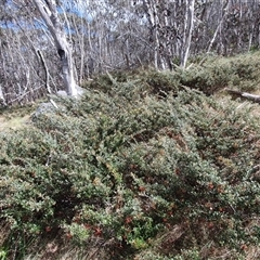 Grevillea diminuta at Cotter River, ACT - 9 Nov 2024 11:01 AM