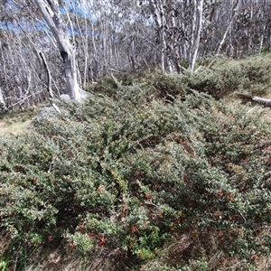 Grevillea diminuta at Cotter River, ACT - 9 Nov 2024