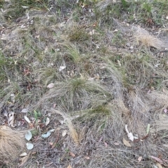 Nassella trichotoma (Serrated Tussock) at Hackett, ACT - 9 Nov 2024 by waltraud