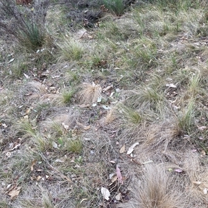 Nassella trichotoma at Hackett, ACT - 9 Nov 2024