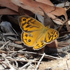 Heteronympha merope (Common Brown Butterfly) at Carwoola, NSW - 8 Nov 2024 by MatthewFrawley