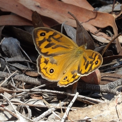 Heteronympha merope (Common Brown Butterfly) at Carwoola, NSW - 8 Nov 2024 by MatthewFrawley