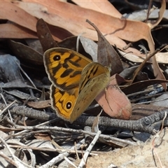 Heteronympha merope at Carwoola, NSW - 8 Nov 2024 12:48 PM