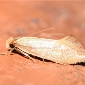 Edosa ochracea at Jerrabomberra, NSW - 9 Nov 2024