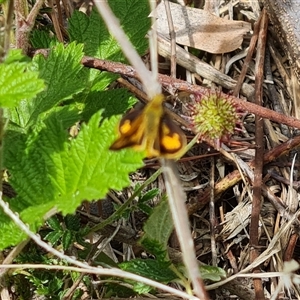 Ocybadistes walkeri at Isaacs, ACT - 10 Nov 2024