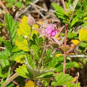 Rubus parvifolius at Isaacs, ACT - 10 Nov 2024 11:02 AM