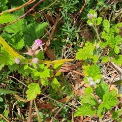 Rubus parvifolius at Isaacs, ACT - 10 Nov 2024 11:02 AM