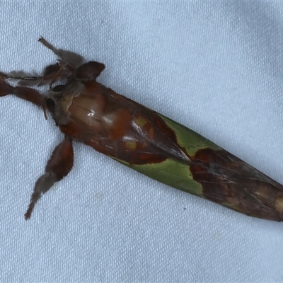 Aenetus ligniveren (Common Splendid Ghost Moth) at Rosedale, NSW - 9 Nov 2024 by jb2602